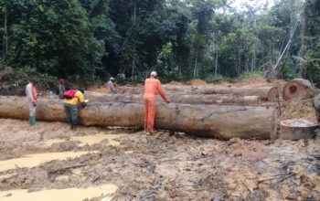 Le chinois Chen Weixing condamné au Gabon pour exploitation forestière illégale