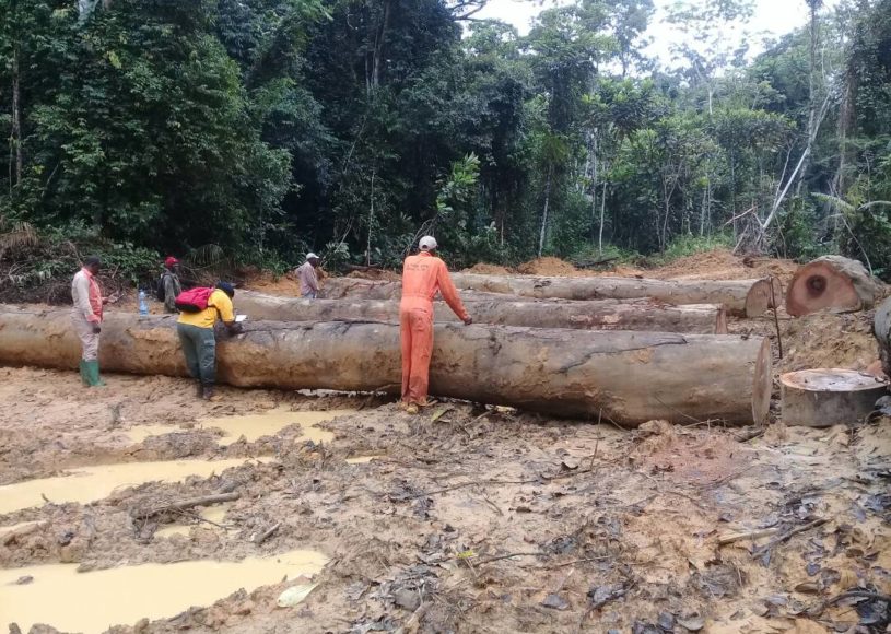 Le chinois Chen Weixing condamné au Gabon pour exploitation forestière illégale
