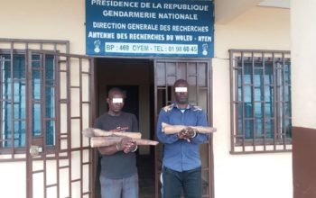Trafic d’ivoire à Oyem/Arrestation de deux trafiquants