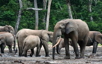 47 wildlife smugglers arrested in Gabon thanks to Conservation Justice in 2020