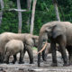 47 trafiquants de faune arrêtés au Gabon grâce à Conservation Justice en 2020