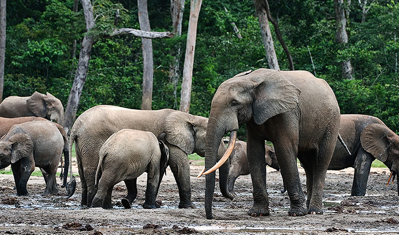 47 wildlife smugglers arrested in Gabon thanks to Conservation Justice in 2020