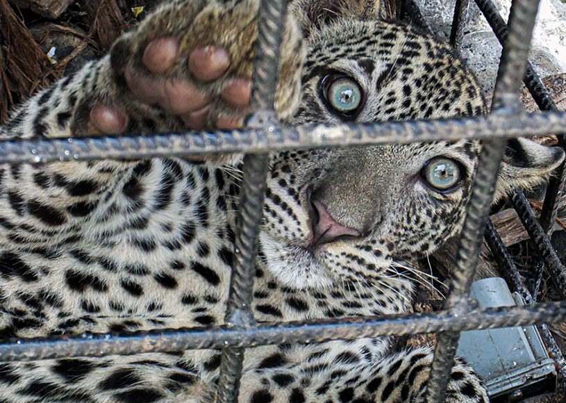 Saisie d’animaux sauvages captifs