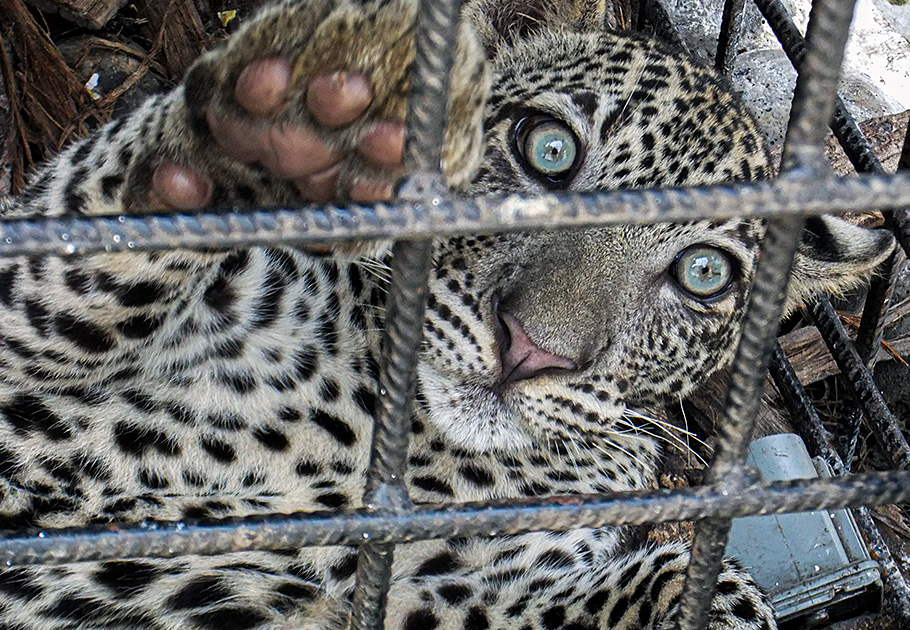 Saisie d’animaux sauvages captifs