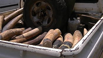 Arrestation de trois trafiquants avec 176 kg d’ivoire le 25 Janvier 2013