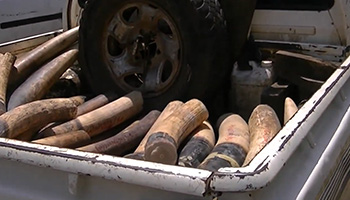 3 wildlife traffickers arrested with 176 kg of ivory in Libreville