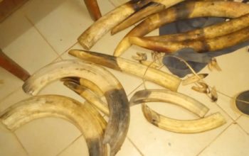 Kick-start operations : 5 ivory traffickers arrested in July 2020