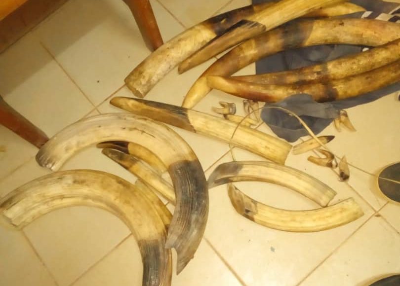 Les activités reprennent : cinq trafiquants d’ivoire arrêtés en juillet 2020