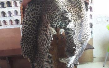 6 wildlife smugglers arrested in August 2020