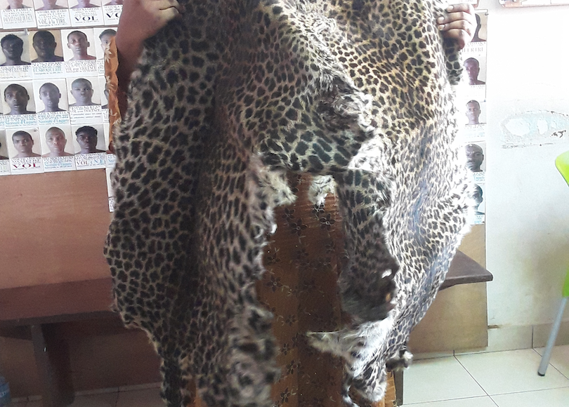 6 wildlife smugglers arrested in August 2020