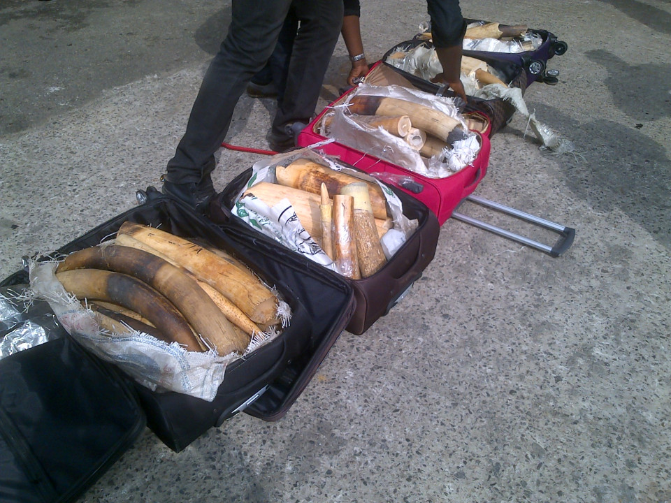 Fight against Illegal Wildlife Trade