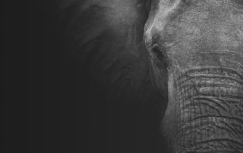 November 2017 : Justice/Good sentences in Franceville against ivory dealers despite a bad start