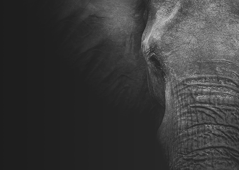 Une autorité gabonaise arrêtée pour trafic d’ivoire, grâce à conservation Justice et WWF