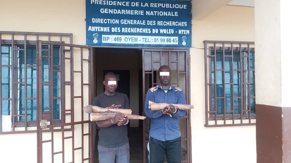 Trafic d’ivoire à Oyem/Arrestation de deux trafiquants