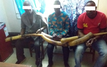 5 présumés trafiquants d’ivoire arrêtés en octobre avec 40 kg d’ivoire