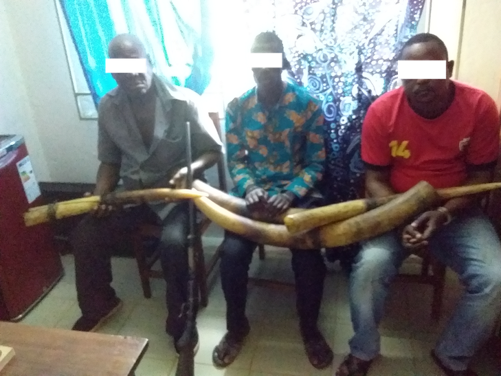 5 présumés trafiquants d’ivoire arrêtés en octobre avec 40 kg d’ivoire