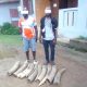 Deux opérations menées en décembre 2020, 71 kg d’ivoire saisis et 5 personnes arrêtées