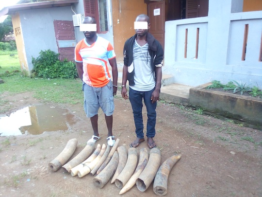 Deux opérations menées en décembre 2020, 71 kg d’ivoire saisis et 5 personnes arrêtées